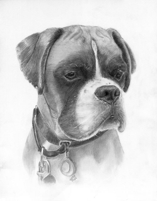 a portrait of a boxer in pencil
